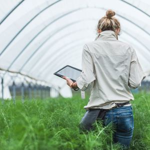 Person working in a polytunnel