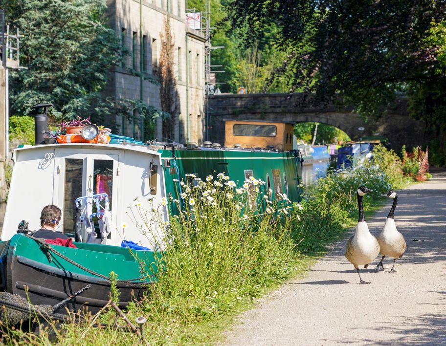 Geese and a canal boat on Calderdale Canal