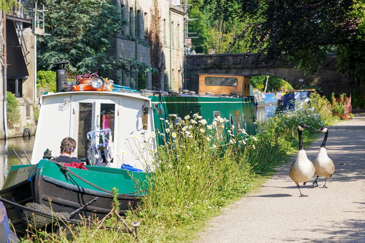 Geese and a canal boat on Calderdale Canal