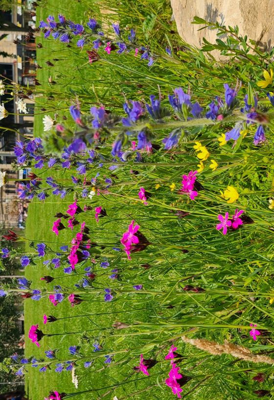 LNRS Case Study Bradford City Park 4