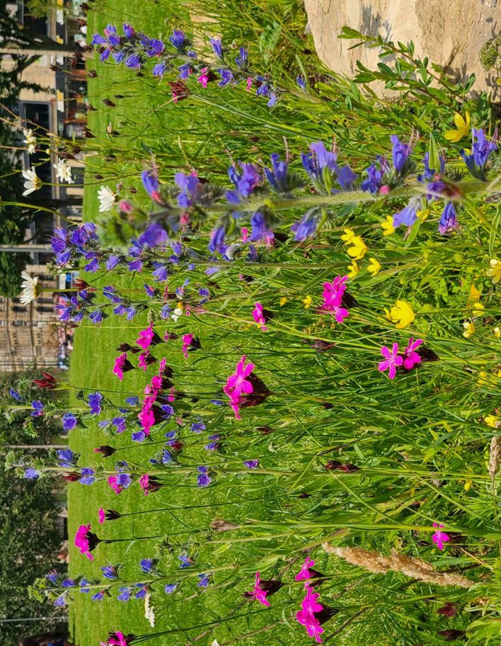LNRS Case Study Bradford City Park 4