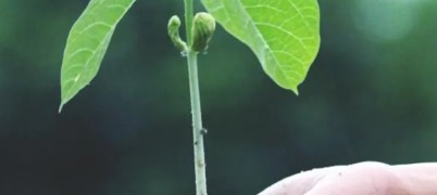 A sprouting sapling