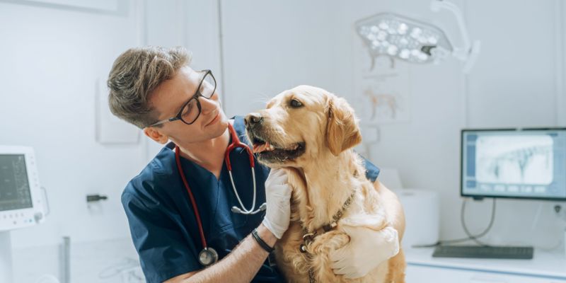Young Veterinarian Petting A Golden Retriever Dog