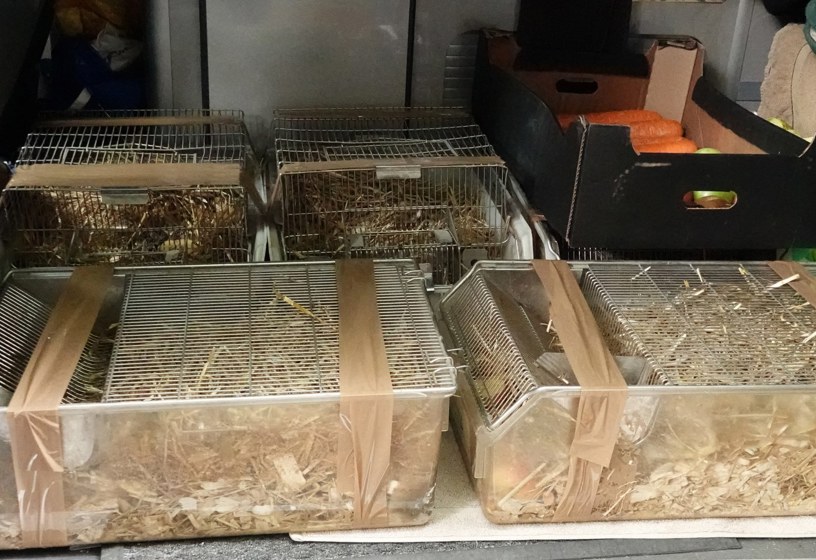 LNRS Case Study Kirklees Water Voles 2