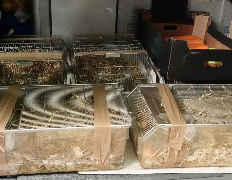LNRS Case Study Kirklees Water Voles 2