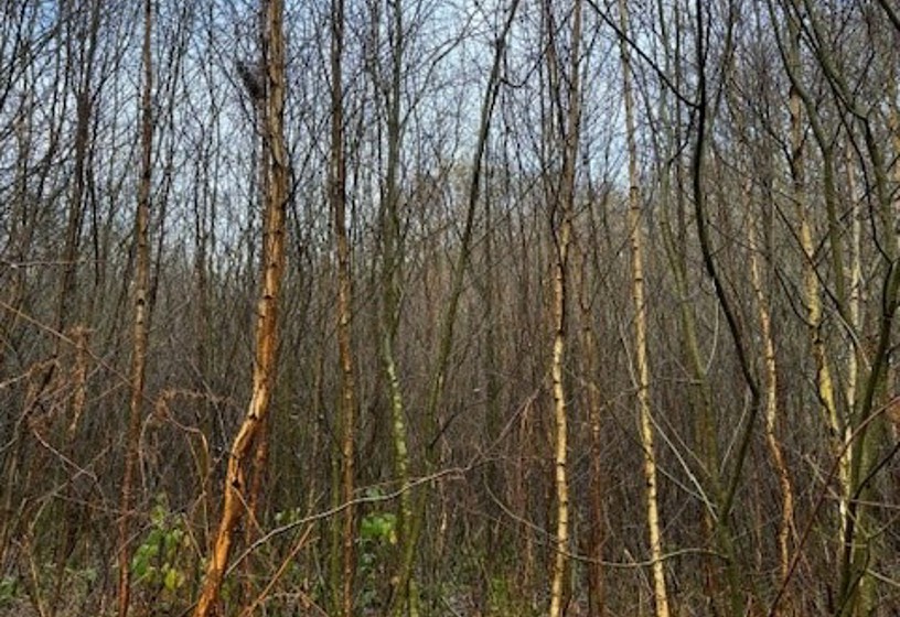 LNRS Case Study Wakefield Seckar Wet Heath Overgrown Dec 2023