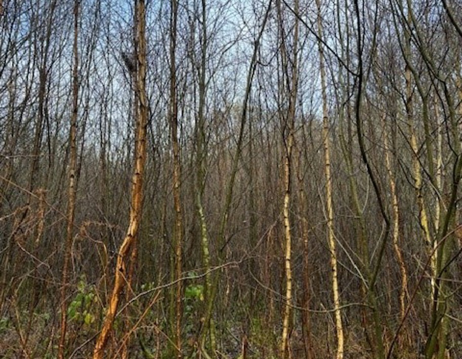 LNRS Case Study Wakefield Seckar Wet Heath Overgrown Dec 2023