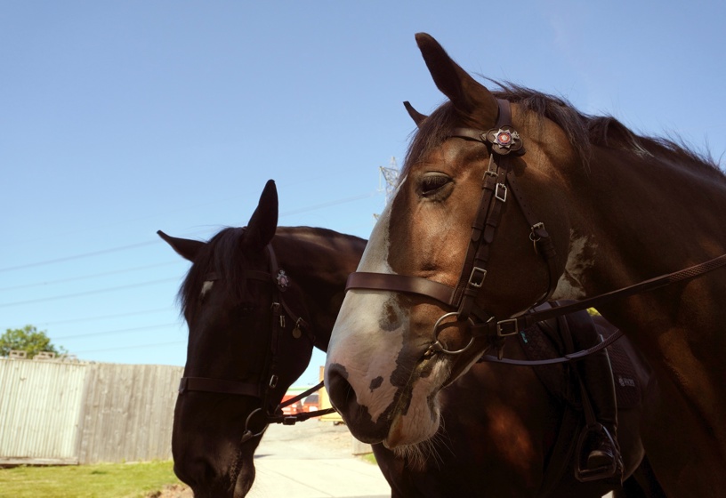 Horses