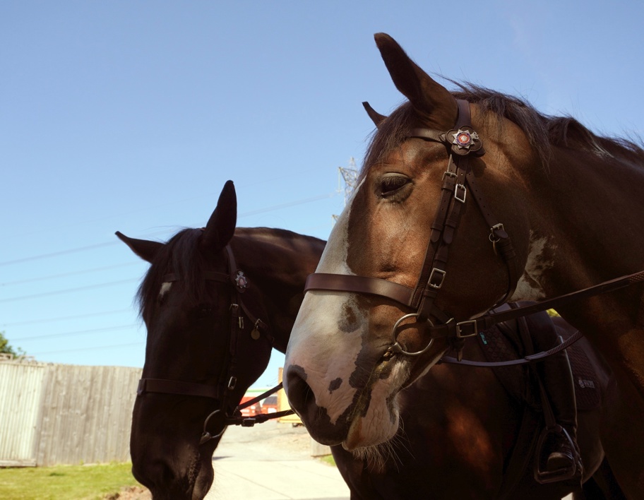 Horses
