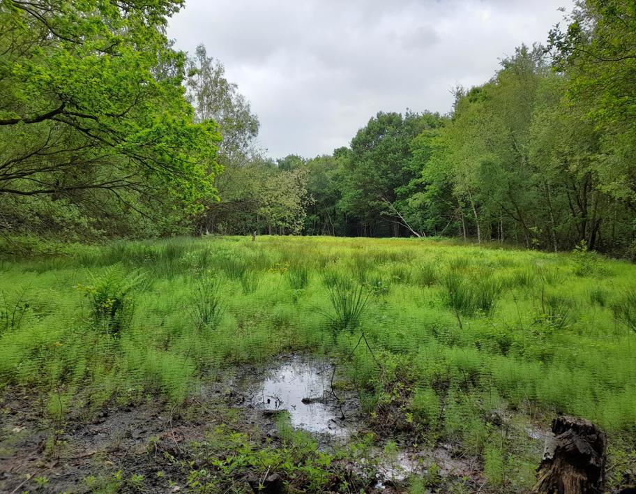 LNRS Case Study Wakefield Seckar Wet Heath Recovery In May 2025