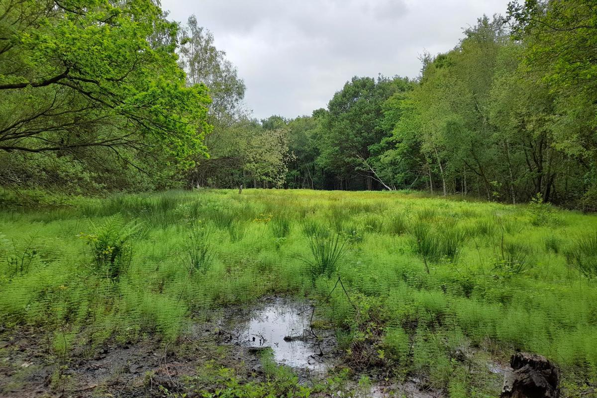 LNRS Case Study Wakefield Seckar Wet Heath Recovery In May 2025
