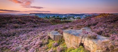 Cow and Calf rocks and pink heather on Ilkley Moor